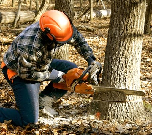 Tree Removal in Flat Top, WV